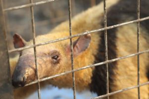 Animales heridos por incendios reciben ayuda especializada en Santa Cruz