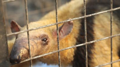 Animales heridos por incendios reciben ayuda especializada en Santa Cruz