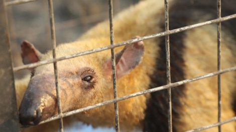 Animales heridos por incendios reciben ayuda especializada en Santa Cruz