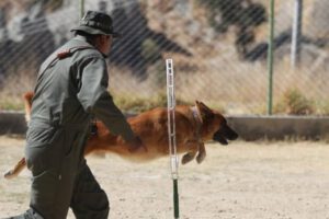 Agentes caninos en La Paz