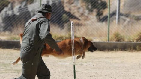 Agentes caninos en La Paz