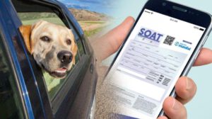 SOAT para mascotas afectadas en accidentes viales