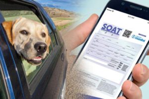 SOAT para mascotas afectadas en accidentes viales