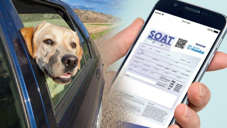 SOAT para mascotas afectadas en accidentes viales