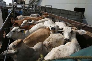 Decomiso de ganado en El Alto