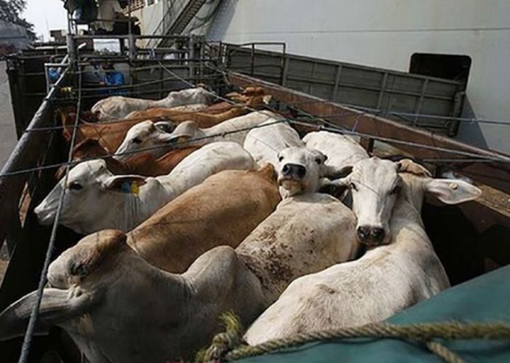 Decomiso de ganado en El Alto