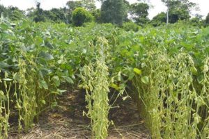 caída del precio de la soya en Bolivia