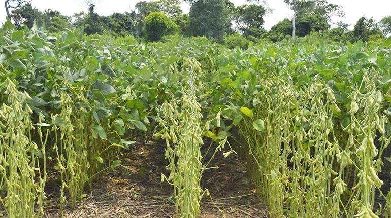 caída del precio de la soya en Bolivia