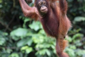 Apadrinamiento de orangutanes en Malasia