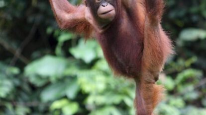 Apadrinamiento de orangutanes en Malasia