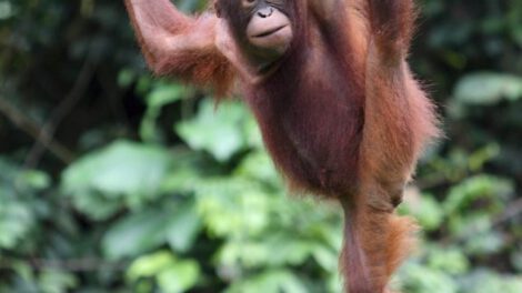 Apadrinamiento de orangutanes en Malasia