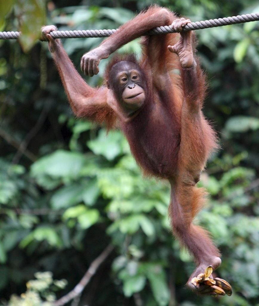 Apadrinamiento de orangutanes en Malasia