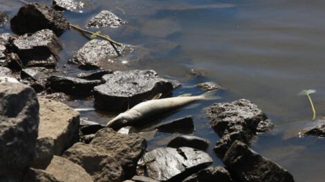 Muertes masivas de peces en el río Óder