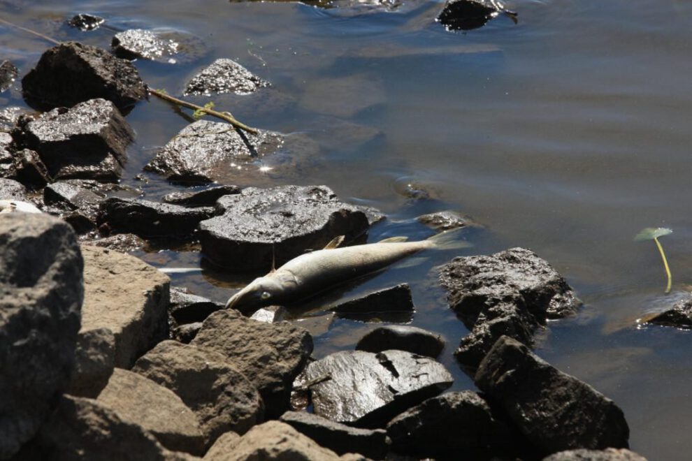 Muertes masivas de peces en el río Óder