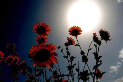 Imagen de archivo de unos girasoles bajo el sol en Hyderabad, Pakistán
