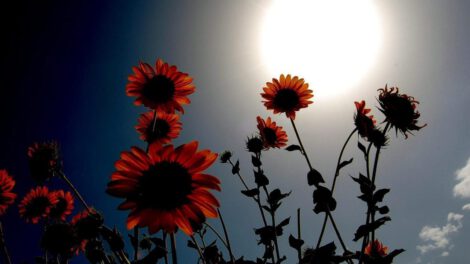 Imagen de archivo de unos girasoles bajo el sol en Hyderabad, Pakistán