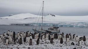 gripe aviar en fauna antártica
