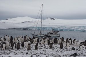 gripe aviar en fauna antártica