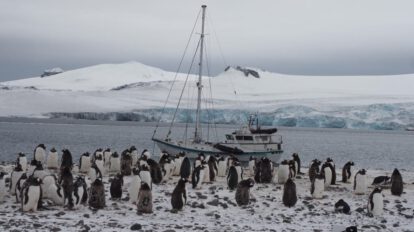 gripe aviar en fauna antártica