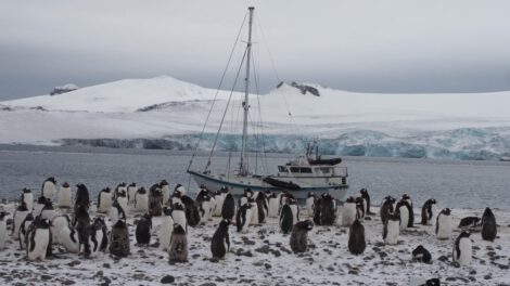 gripe aviar en fauna antártica