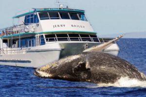 Accidente ballena Australia