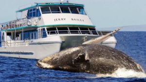 Accidente ballena Australia