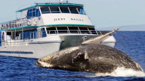 Accidente ballena Australia