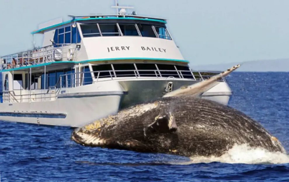 Accidente ballena Australia