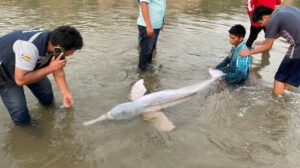 Delfín rosado herido en río Yapacaní