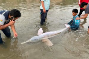 Delfín rosado herido en río Yapacaní