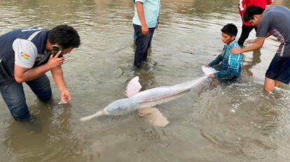 Delfín rosado herido en río Yapacaní