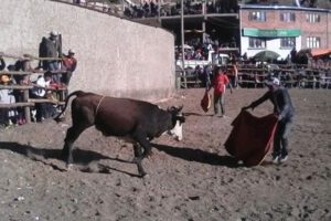 Reglamento sobre corridas de toros tras fatal accidente en Palca