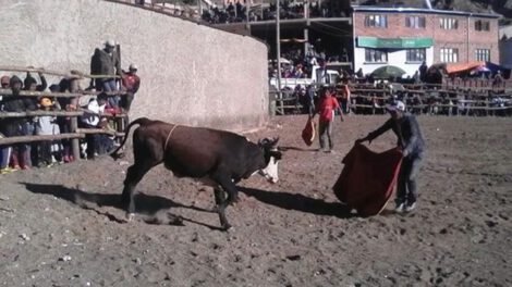 Reglamento sobre corridas de toros tras fatal accidente en Palca