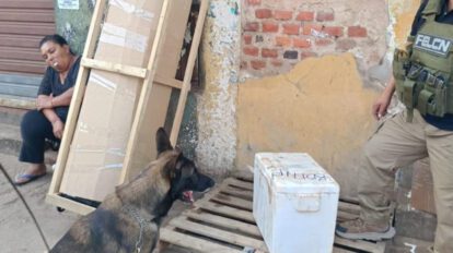 Can antidrogas descubre marihuana en Santa Cruz