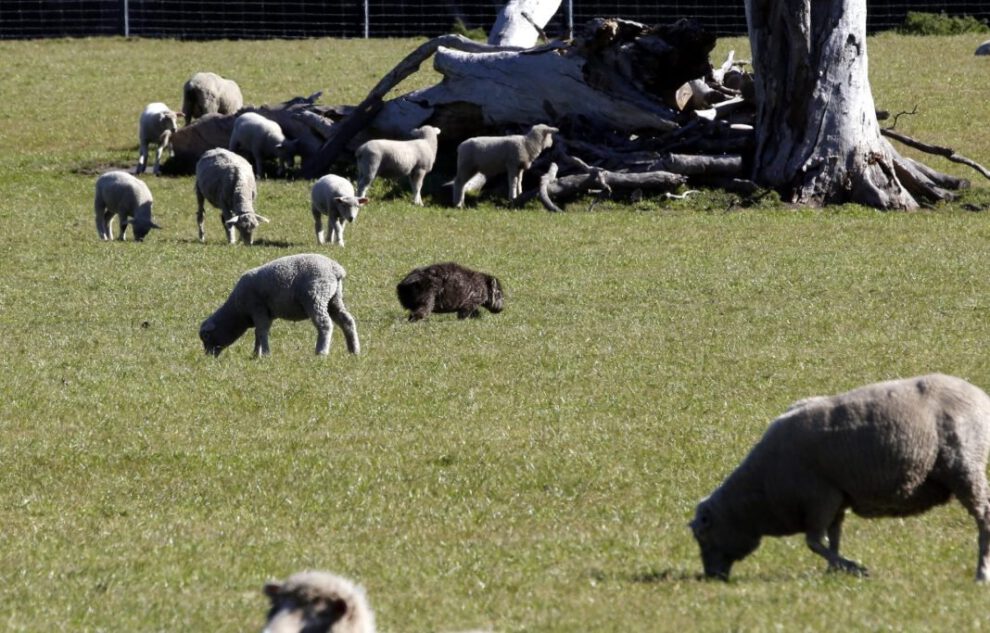 Solapamiento entre humanos y fauna en el futuro