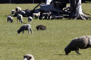 Solapamiento entre humanos y fauna salvaje en el futuro