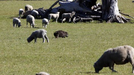 Solapamiento entre humanos y fauna salvaje en el futuro