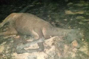 Incendio en Yurcuma causa la muerte de un caballo