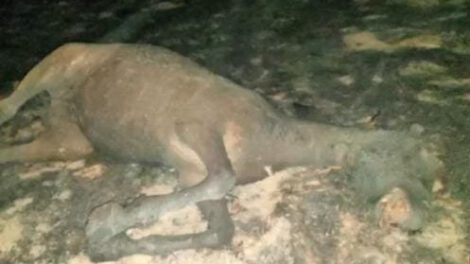 Incendio en Yurcuma causa la muerte de un caballo