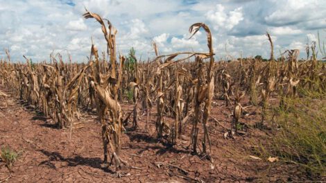 El Niño y la agricultura en Centroamérica y el Caribe