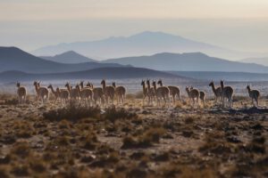 Día Internacional del Guanaco para concienciar sobre su conservación