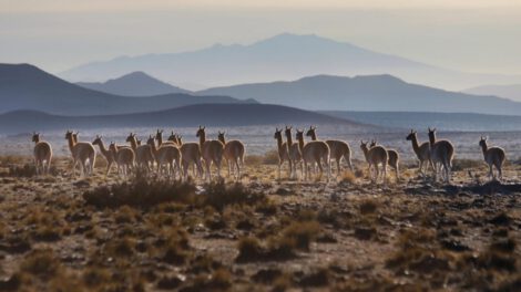 Día Internacional del Guanaco para concienciar sobre su conservación
