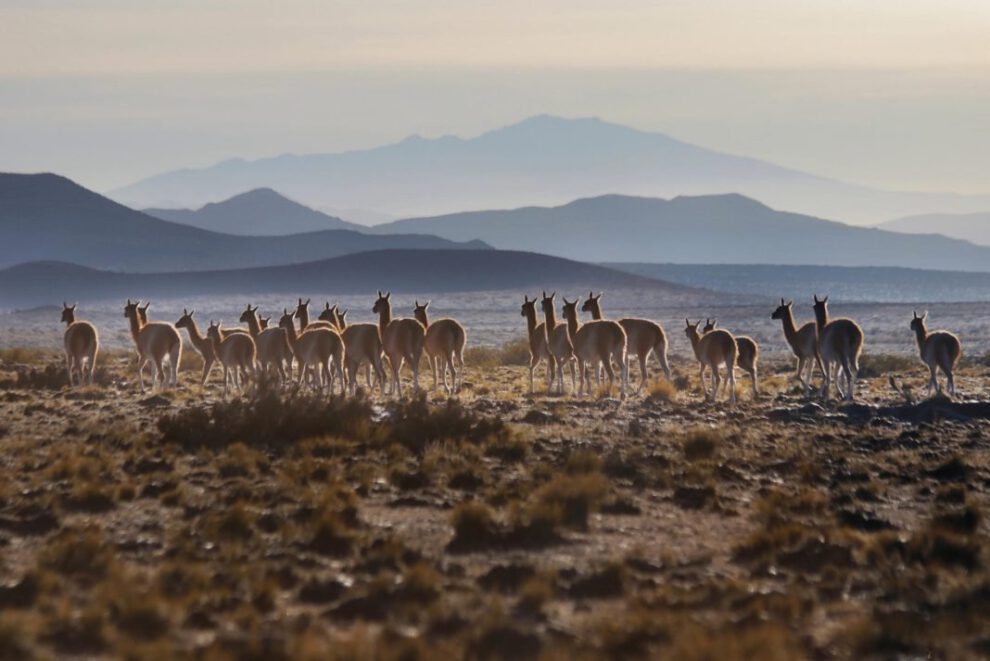 Día Internacional del Guanaco para concienciar sobre su conservación