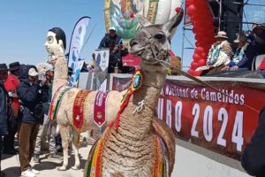 Expoferia Nacional de Camélidos 2024 en Bolivia