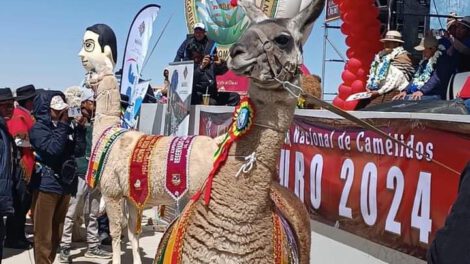 Expoferia Nacional de Camélidos 2024 en Bolivia