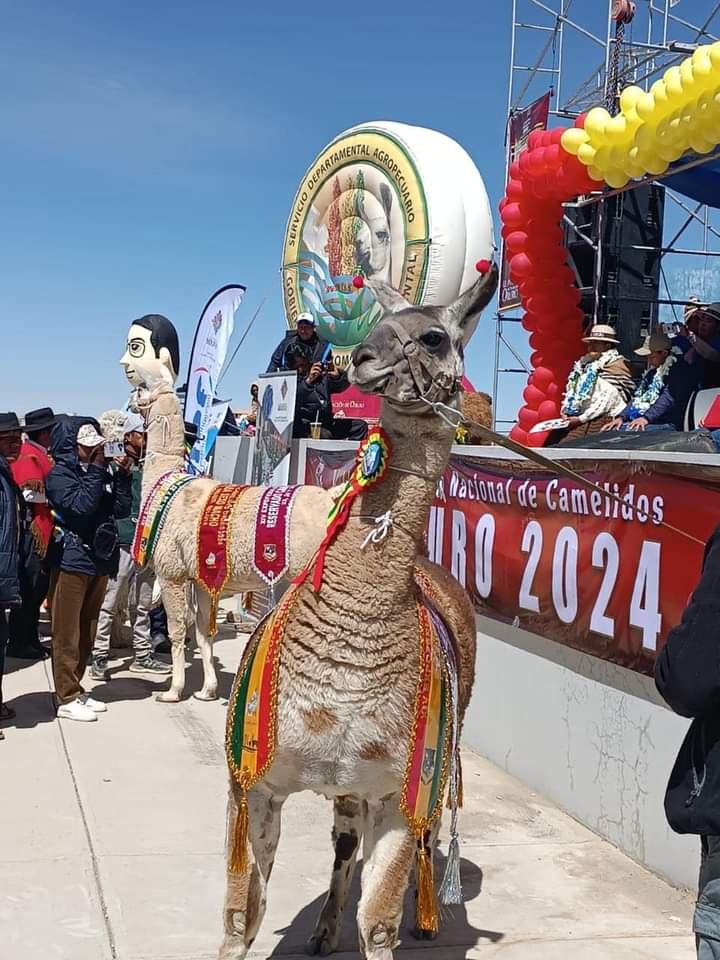 Expoferia Nacional de Camélidos 2024 en Bolivia