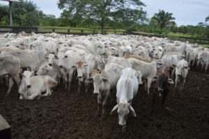 Entrega de vaquillas a ganaderos en Yucumo, Beni