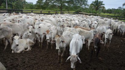 Entrega de vaquillas a ganaderos en Yucumo, Beni