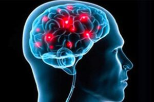 El amor visto desde el cerebro y su activación en diferentes áreas