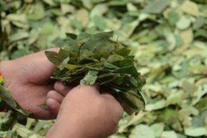 Polémica en Bolivia por modificación de Ley de la Coca